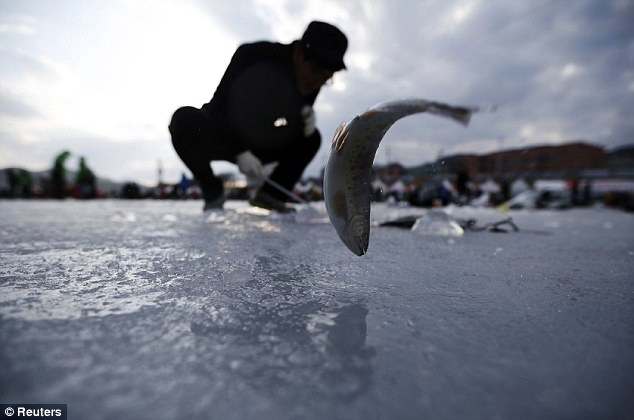 Han quoc cau ca tren bang